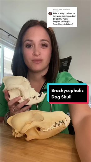 Improving the Lives of Brachycephalic Dogs: Veterinary Care Insights