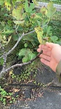 Near Frost, "What's Wrong With My Fig Tree's Leaves?" #fig #figtree #figboss #gardeningtips
