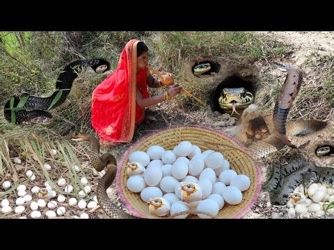 Snake is laying eggs,snake eggs pick cooking&eating in village | people catching snake,Hatchling egg