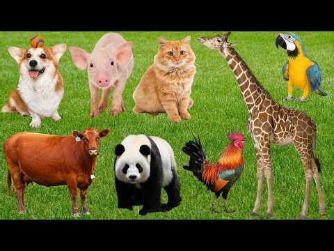 Farm Animals: Cows, Cats, Dogs, Horses, Rabbits, Chickens, Pigs, Monkeys, Sheep, Pandas -Fun Animals