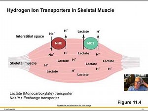 Exercise Phys Ch 11 Part 2 Acid Base Balance During Exercise