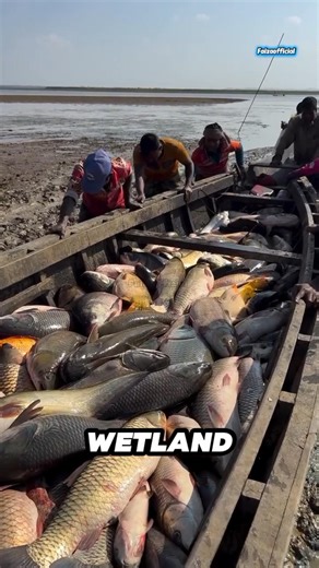 Hakaluki Haor Explained | The Hidden Wetland of Bangladesh #shorts #fishing