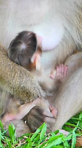 Adorable little Rina so strong | Cute Animals Cambodia