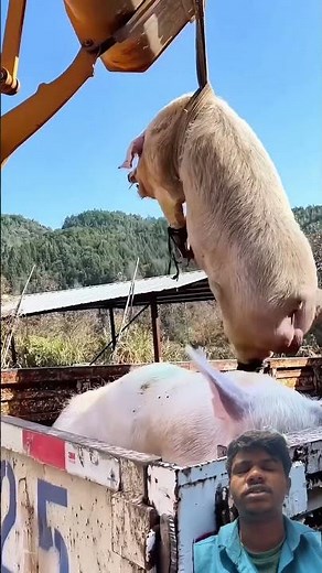 #animals #automobile #farming #cow #pipelining #urbangardening