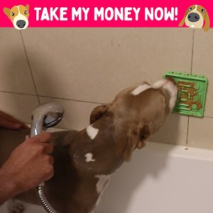 146K views · 1.1K reactions | 識 Keep Your Pet's Mind Off The Grooming識 with our deliciously distracting Food Mat! Fetch Yours Now bit.ly/ShopPetFoodMat 朗26% discount for a limited time朗 ✅Deliciously Distracting ✅slow your pet's eating to prevent digestive issues. ✅Mix & Match - 4-Piece Set ✅Soothes Anxiety ✅Pet & Environment Friendly ✅Easy To Clean FREE Shipping  for Purchases Over $45! Fast 2-7 day U.S. shipping | Furry Tails | Facebook