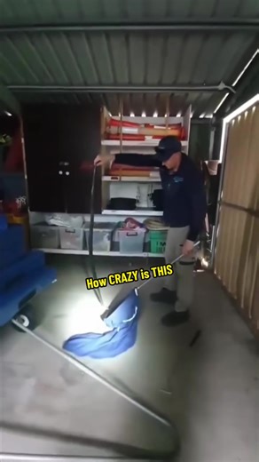 Capturing a Massive Eastern Brown Snake in the Wild!