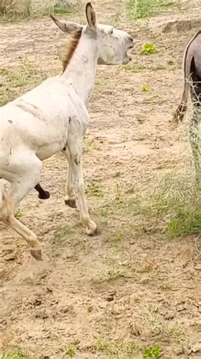 130K views · 253 reactions | Animals Villages cry #donkeys...