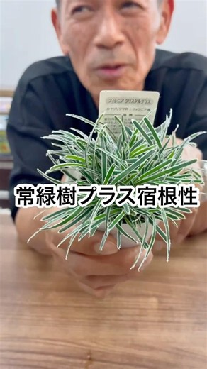 [Crystal Grass] It's an evergreen and highly recommended for hanging planters #CrystalGrass