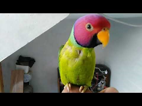 Plum headed parakeet | plum headed parrot | Plum-Headed Parakeet talking Voice