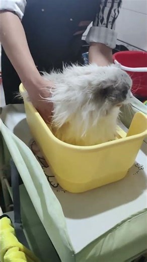 Cuddle Up with Your Furry Friends: Family-Approved Cat Grooming Service
