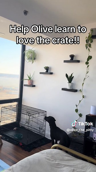 Tips for Crate Training Olive: Making It a Happy Space