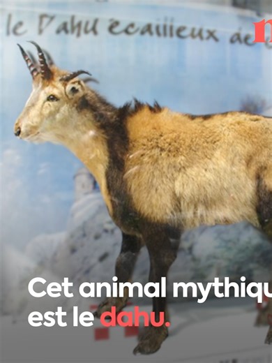 À la découverte du dahu : légende et astuces