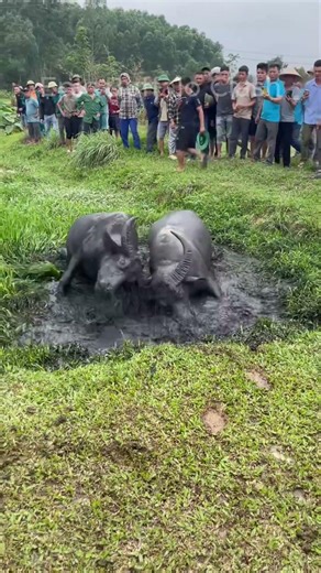 The classic buffalo battle – Two giants butting heads in the field!