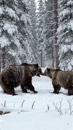 SECRET LOVE LIVES OF THE FOREST | #wildlife#naturedocumentary#animalbehavior