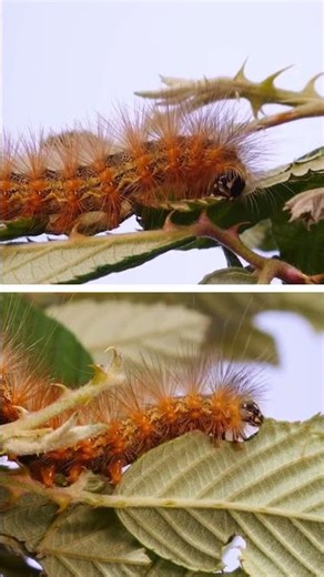 From Leaf-Eating Monster to Beautiful Moth | Full Metamorphosis Caught on Camera