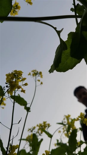 সরিষা ফুল🌼🌼 #sorisafull_trend🌼🌾🧡 #vairal #foryou #tiktokbangladesh