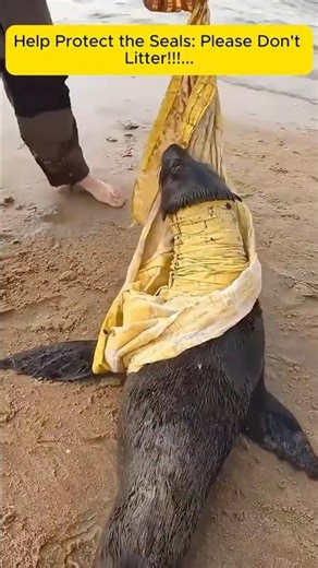 Help Protect the Seals: Please Don't Litter! #animalrescue #wildliferescue #cuteanimals #lovestory