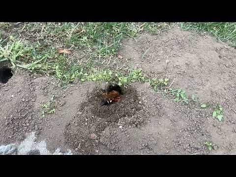 A Cicada Killer Wasps Digging it's Tunnel