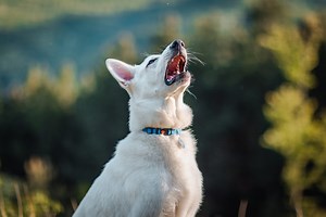 Dog Language: The Meaning Behind 12 Weird Noises Your Dog Makes