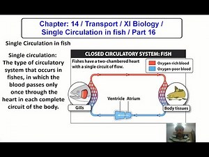 Chapter: 14 / Transport / XI Biology / Single Circulation in fish / Part 16