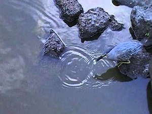 Clever bird fishing using bait to catch fish in Mauritius (water park)