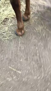 Many people think training is in a roundpen or an arena riding and/or doing groundwork. While all that is true that isn’t the only place, or way, you can develop a solid, confident horse. Here I’m just raking up around the hay feeder and purposely hitting their feet and going under them especially where they have trouble seeing the rake. How many times have we had horses jump out from underneath us because something bumped up against their feet or moved under them? This may not prevent it comple