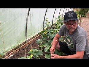 Hand Pollinating Cucumbers