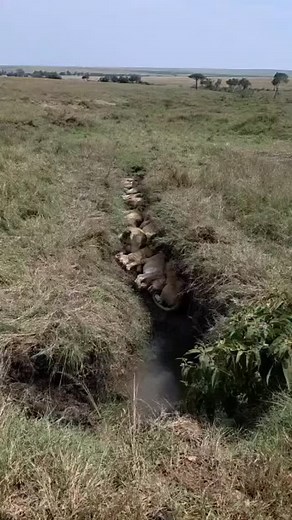 2.9K views · 12K reactions | This is Tanzania, home of Great...