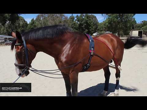 How to Lunge your Horse with Training Aids