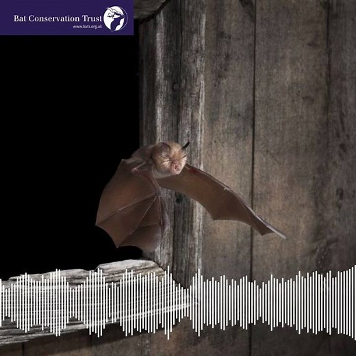 The echolocation sounds of greater horseshoe bats are very special (note that this is what you hear through a bat detector). To listen to more sounds and find out about UK bats see: https://www.bats.org.uk/about-bats/what-are-bats/uk-bats … Photo (c) Dale Sutton/Bat Conservation Trust | Bat Conservation Trust