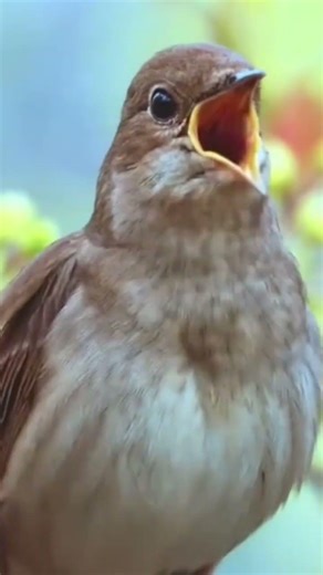 Nightingale / Sikatan Londo bersuara tajam