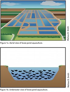 Lesson 5: Aquaculture Production Methods and Policy - North Carolina Sea Grant