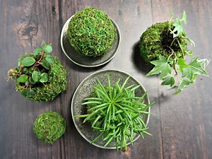 How To Make Super Easy Kokedama Moss Balls