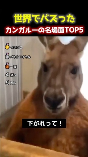 思わず二度見するカンガルーの名場面TOP5 🦘