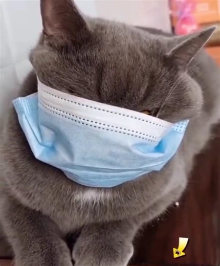 Funny Cat Face Mask #cat #catfunny #funny #catvideos #pets #funnycatvideos