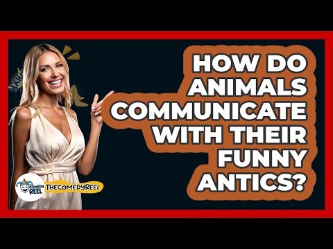 How Do Animals Communicate With Their Funny Antics? - The Comedy Reel
