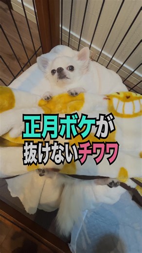 もしもワンコが喋ったらをテーマにした動画です！ 動画が気に入っていただけたら、あなたもゆかいな仲間たちの一員です！ 皆さんで愉快な仲間たちを成長させてください！ コメントどしどし募集中 色々ご意見お聞かせくださいませ！ お仕事依頼はインスタのDMへ https://www.instagram.com/dmiakr2023 YouTube チャンネル登録はこちら ↓↓↓ https://www.youtube.com/@kome-f5e?sub_confirmation=1 YouTube サブチャンネル登録はこちら ↓↓↓ https://www.youtube.com/@サブこめちゃんねる-y1f?sub_confirmation=1 こめちゃんねるグッズ happy komeshi shopはこちら ↓↓↓ https://happykomeshi.base.shop Youtubeこめママちゃんねる https://youtube.com/channel/UCJyDSSs-4nIhWT_XG-c2OSA?si=m987b195hY2cC3Ez チワワーズへのプレゼントはこちら コ