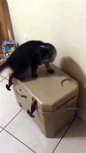Fani video! Animal fani video!! Cat fani video!!!