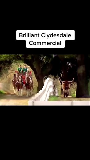 Brilliant Clydesdale Commercial Featuring Horses and Bulls