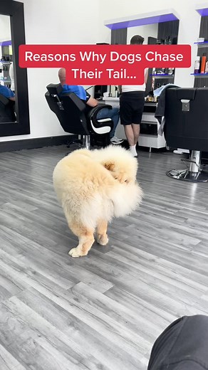 Understanding Why Dogs Chase Their Tails