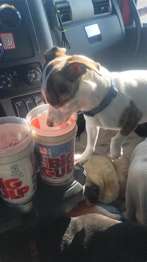 Crazy Bob (@crazybob65)’s videos with original sound - Crazy Bob