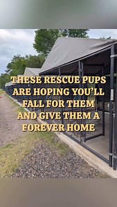 These rescue pups are ready to fall into loving arms 🧡🍂 Every adoption means a second chance — could it be with you? Learn more and apply to adopt at HomeForGoodDogs.org 💻🐾 #adoptdontshop #fallinlove #dogrescue #rescuedogsofinstagram #homeforgooddogrescue #adoptme #savealife #njdogs #southerndogs #dogadoption #subarulovespets #rescuedismyfavoritebreed #doglovers #fureverhome #dogsoftiktok #adoptabledogs #rescuepup | Home for Good Dog Rescue