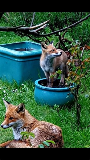 14K views · 898 reactions | Fox on the tobs力#foxanimal #foxy #foxnews #foxoftheday #savethefox #foxes #savethefoxes | Save The Foxes | Facebook