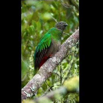 Verdant Sky | Trap X DEVLON | 2025 | (Prod. By DevlonBeats