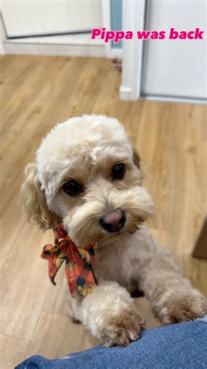 The very pretty Pippa was back | Pip Squeak Grooming | Facebook