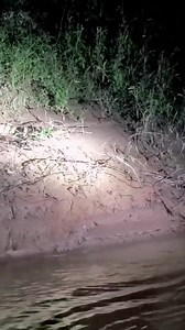 Exploring the Amazon rainforest at night! #anaconda #amazon #everglades #amazonrainforest #jungle #foryou #fyp #foryoupageシ | Garrett Galvin
