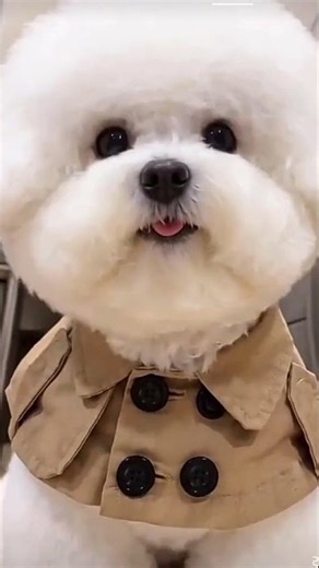 Bichon frise Teacup