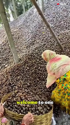 Exploring the Snail Erasing Process in a Factory