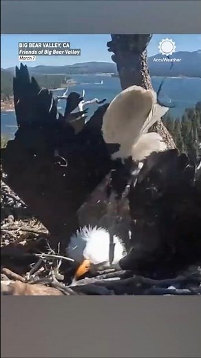 Bald Eagle Protects Eggs from High Winds in Big Bear