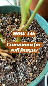 7.1K views · 94 reactions | HOW TO: Cinnamon for soil fungus | India Gardening | Facebook